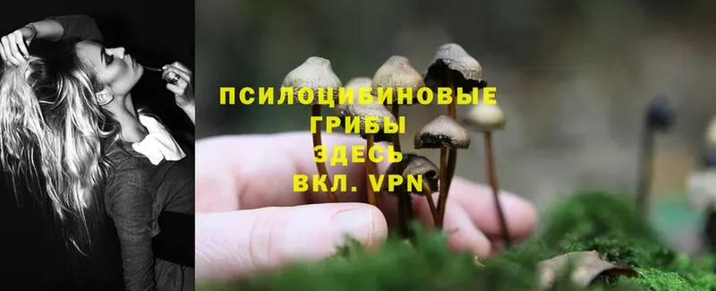 как найти   Бутурлиновка  Галлюциногенные грибы MAGIC MUSHROOMS 